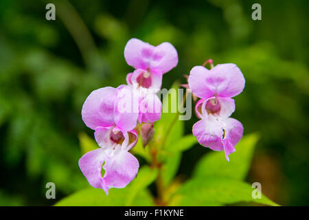 Close up photograph of Himalayan Balsam pink flowers in full bloom. Close up photograph of Himalayan Balsam pink flowers in full bloom.