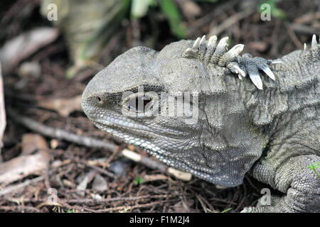 Tuatara Stock Photo