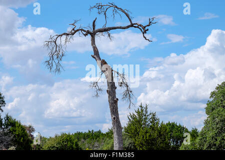Dead tree with gnarly branches against cloudy blue Texas sky Stock Photo