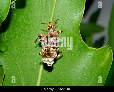 Bees on honeycomb Stock Photo