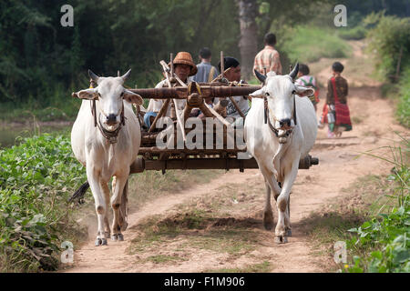 Oxen pulling a cart with local men in Inwa, Mandalay region, Myanmar Stock Photo