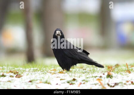 corvus frugilegus, black european crow in the park on a winter day Stock Photo