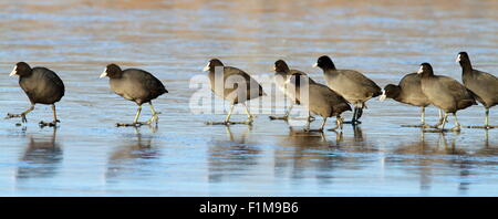 flock of common coots ( fulica atra ) following their  leader bird on frozen surface of the lake Stock Photo