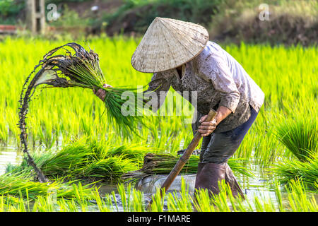 Woman working on rice field in Binh Thuan province, Vietnam Stock Photo