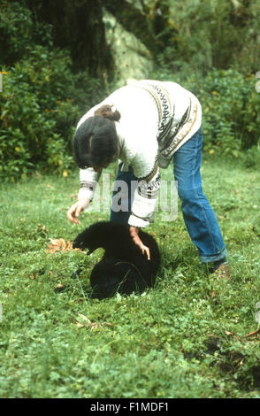 Diian Fossey plays with a baby gorilla at the Karisoke Research Centre. Rwanda Africa Stock Photo