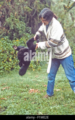 Diian Fossey plays with a baby gorilla at the Karisoke Research Centre. Rwanda Africa Stock Photo
