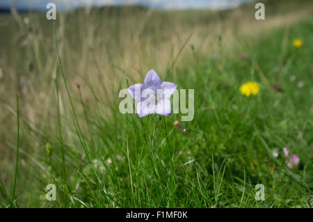 Harebell, Campanula rotundifolia, also known as the Scottish Bluebell. South Downs National Park, UK Stock Photo