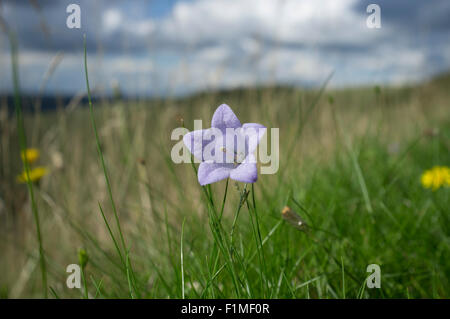 Harebell, Campanula rotundifolia, also known as the Scottish Bluebell. South Downs National Park, UK Stock Photo