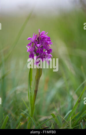 Dactylorhiza traunsteineroides -  Narrow leaved Marsh Orchid/ Pugsley's Marsh Orchid. This rare Orchid is found growing in local Stock Photo