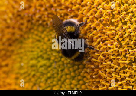 A close up image of a bumblebee, bombus terrestris, feeding on nectar and pollinating a yellow sunflower, Helianthus annuus.  Garsons Farm, England Stock Photo