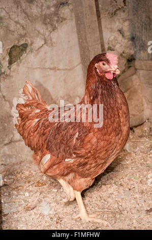 Free range chicken walking on henhouse. Stock Photo