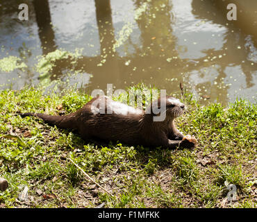 Asian Short Clawed Otter feeding on fish at Wingham Wildlife Park, Kent, England Stock Photo