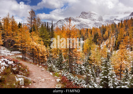 Beautiful bright larch trees in fall, with the first snow dusting on the ground. Photographed in Larch Valley, high above Morain Stock Photo