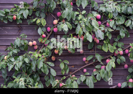 Prunus domestica. Ripening Plums on fan trained plum tree on the side of a shed. RHS Wisley Gardens, Surrey, England Stock Photo