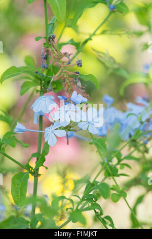 Plumbago auriculata. Cape leadwort flowers in a greenhouse Stock Photo