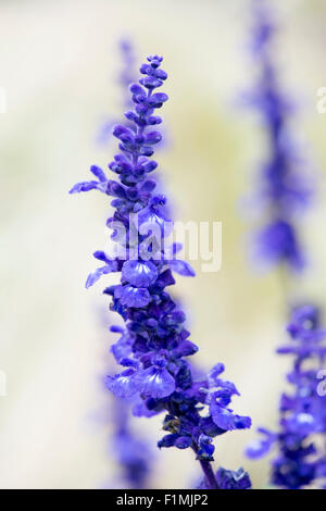 Salvia Farinacea 'Victoria'.  Mealy cup sage Stock Photo