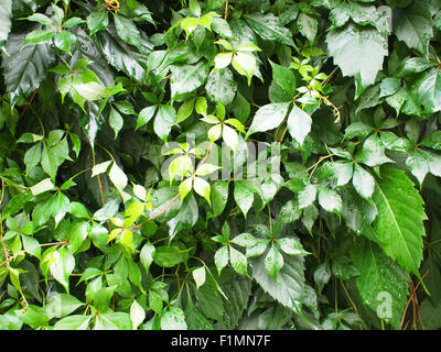 Large growths of green ivy creeping wild closeup with drops of water on the leaves after rain Stock Photo