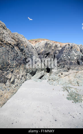 seagull against blue sky Stock Photo - Alamy