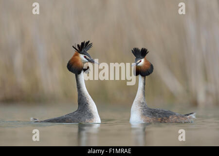 A pair of Great Crested Grebe / Grebes / Great Cresties / Haubentaucher ( Podiceps cristatus ) in courtship mood.