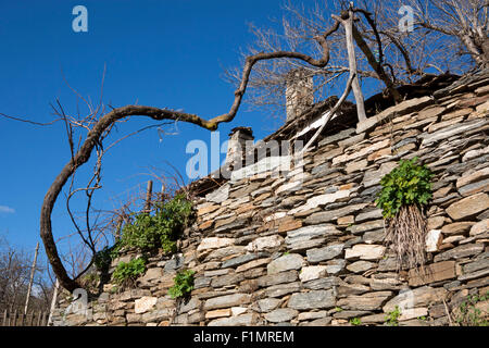 A small poor house, with a trellis vine, Bashevo village, Ardino Municipality, Bulgaria Stock Photo