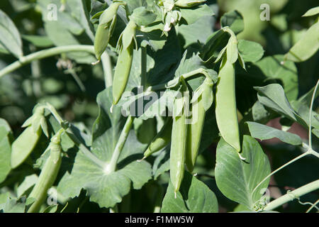 Three mature pea pods growing on a vine in a garden with smaller pods and leaves in the background. Stock Photo