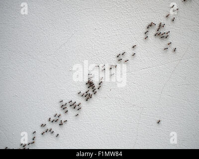 Black ants are following each other in a chain on a white wall on a diagonal image Stock Photo