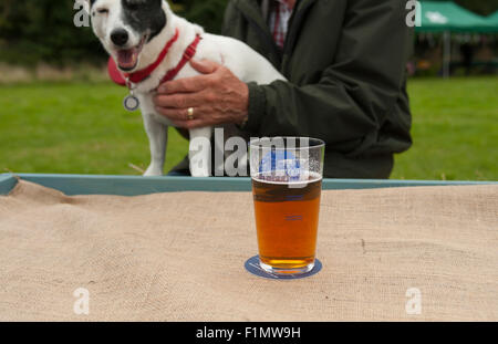 Morden Hall Park, Morden, Surrey. 4th September 2015. The National Trust and Sambrook’s Brewers hold the annual beer festival on the banks of the river Wandle in leafy Morden Hall Park with an extensive beer tent presenting a choice of 50 beers from 22 brewers. The event runs from 4th till 5th September and includes live music, a food court and childrens entertainment on Saturday 5th. Credit:  Malcolm Park editorial/Alamy Live News Stock Photo