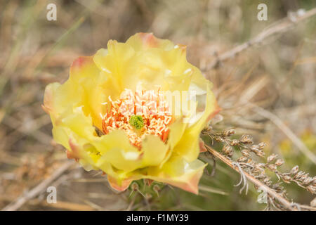 Plains pricklypear cactus flower, Opuntia polyacantha, growing in Writing-on-Stone Provincial Park in southern Alberta, Canada Stock Photo