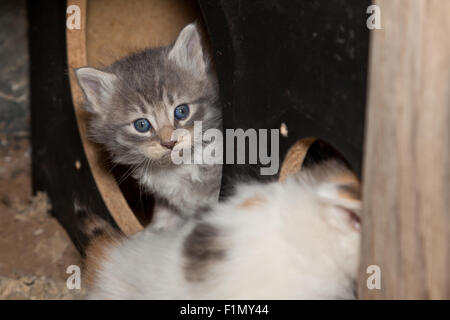 A blue eyed and grey stirped feral kitten peeps out of a cut out box while playing with his sister. Stock Photo