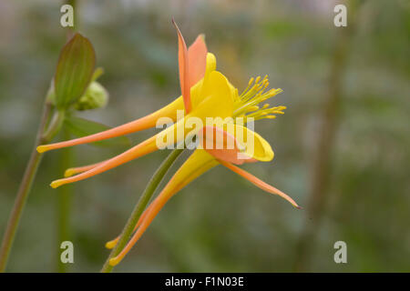 single yellow and orange Aquilegia in garden Stock Photo