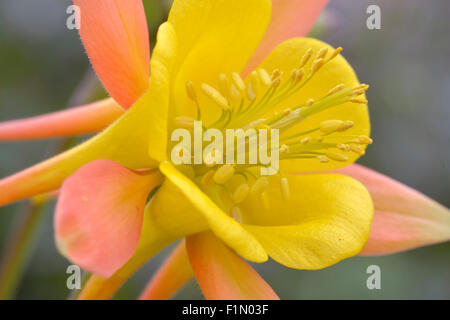 single yellow and orange Aquilegia in garden Stock Photo