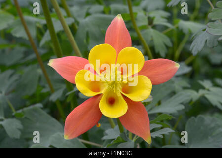 single yellow and orange Aquilegia in garden Stock Photo