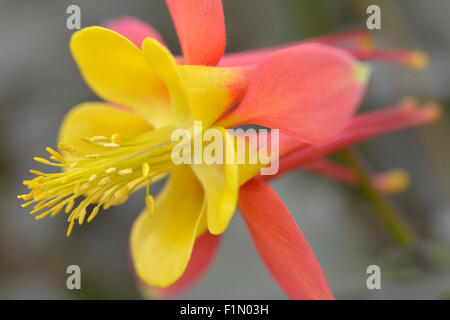 single yellow and orange Aquilegia in garden Stock Photo