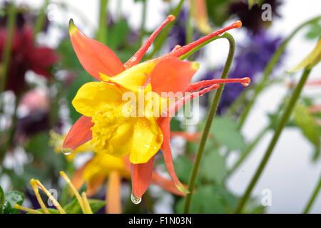 single wet yellow and orange Aquilegia in garden Stock Photo