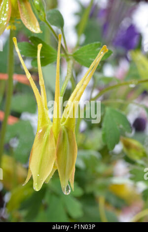 single wet yellow and orange Aquilegia in garden Stock Photo