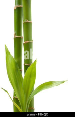 Two Bamboo Shoots with Copy Space Isolated on White Background. Stock Photo