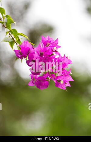 beautiful color flowers bloom in autumn,Bougainvillea Stock Photo