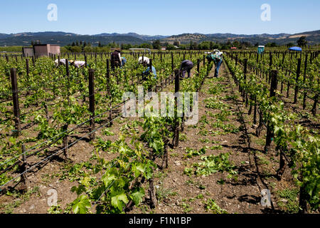 winery workers, pruning vines, pruning grapevines, grapevines, grape vineyard, vineyard, winery, Inglenook, Rutherford, Napa Valley, California Stock Photo