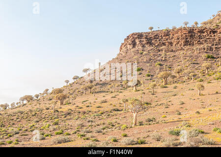 Thousands of quiver trees (Aloe dichotoma) line the hills in the Quiver Tree Forest at Gannabos near Nieuwoudtville in the North Stock Photo