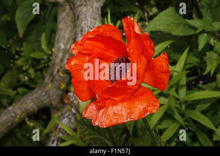 oriental poppy flower in garden papaver orientale Stock Photo