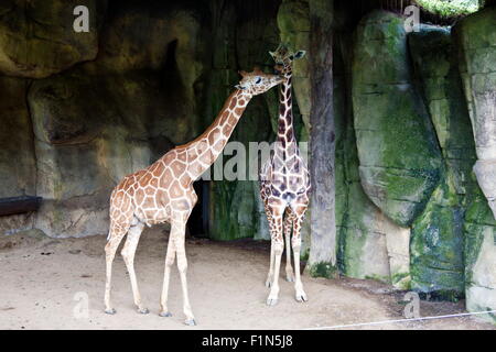 giraffe display in natural habitat,Giraffa camelopardalis Stock Photo