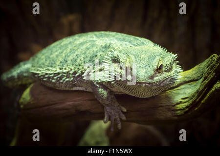 Closeup of a bearded dragon, Pogona vitticeps, member of the agamid lizards. Stock Photo