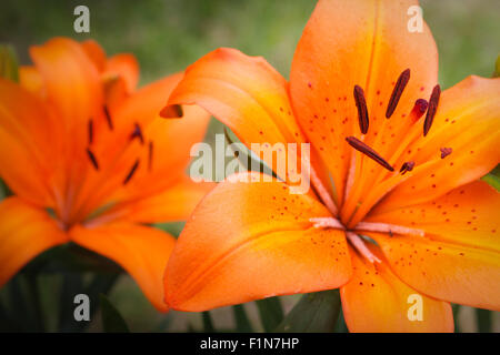 Tiger Lily, Lilium bulbiferum with narrow focal plane, focus on stamen. Stock Photo