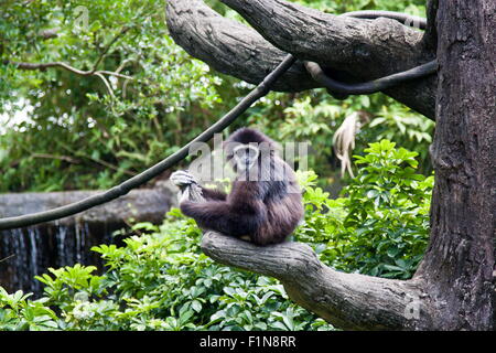 White-handed Gibbon in Taipei zoo,Hylobates lar Stock Photo