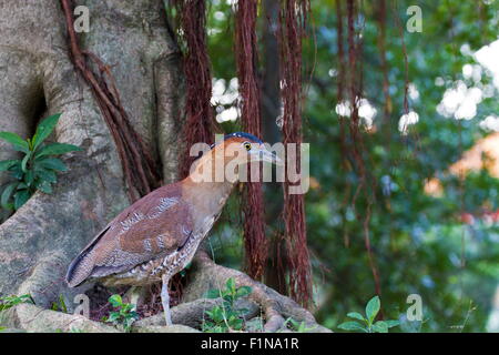 Malayan Night Heron in park,Gorsachius melanolophus Stock Photo