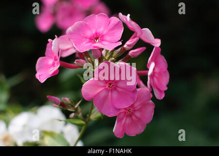 Close up of a pink phlox flowers Stock Photo