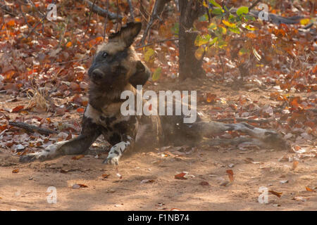 (150905) -- MASVINGO, Sept. 5, 2015 (Xinhua) -- A wild dog is seen in the Save Valley Conservancy, southeast Zimbabwe, on Sept. 1, 2015. African wild dogs, also known as painted dogs or Cape hunting dogs, are one of Africa's most endangered large carnivore, with its number in the continent dropping from 500,000 to current 7,000 in recent decades. Today, African wild dogs can be found in shrinking woodlands in eastern and southern African countries, most noticeably Botswana, Zambia, Zimbabwe, Tanzania, and Kenya. In Zimbabwe, home to 700 African wild dogs, two conservancies were established aim Stock Photo