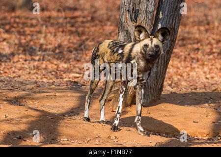 (150905) -- MASVINGO, Sept. 5, 2015 (Xinhua) -- A wild dog is seen in the Save Valley Conservancy, southeast Zimbabwe, on Sept. 1, 2015. African wild dogs, also known as painted dogs or Cape hunting dogs, are one of Africa's most endangered large carnivore, with its number in the continent dropping from 500,000 to current 7,000 in recent decades. Today, African wild dogs can be found in shrinking woodlands in eastern and southern African countries, most noticeably Botswana, Zambia, Zimbabwe, Tanzania, and Kenya. In Zimbabwe, home to 700 African wild dogs, two conservancies were established aim Stock Photo