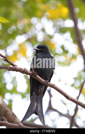close view of a Bronzed Drongo stand on tree,Dicrurus aeneus Stock Photo
