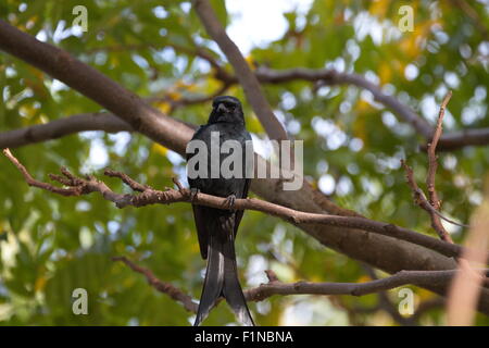 close view of a Bronzed Drongo stand on tree,Dicrurus aeneus Stock Photo